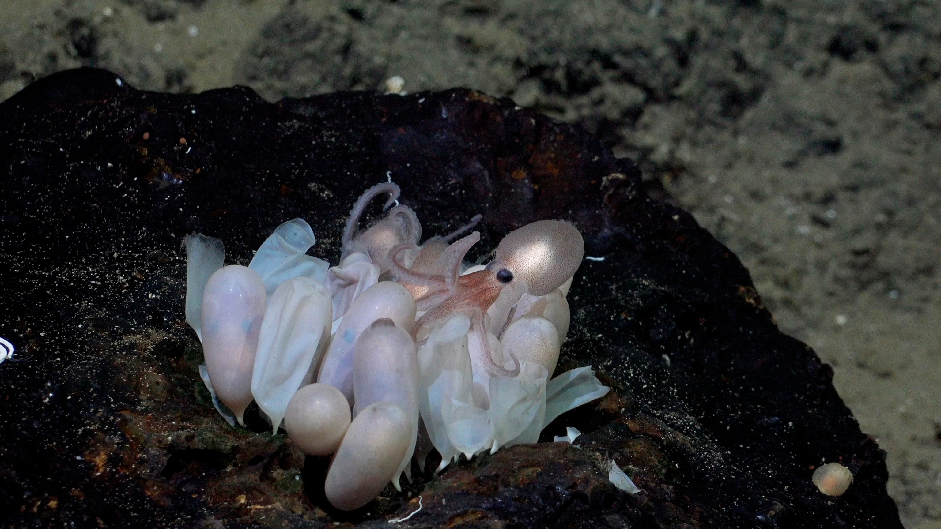 31 alien-like species discovered off Brazil coast from ghostly squid to glowing worms