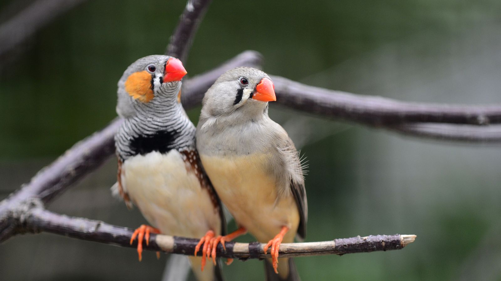 Scientist wins Rs 95 lakh prize for decoding zebra finch mistakes what it reveals about language and AI